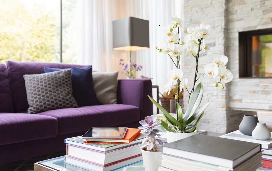 Books, succulents and orchid on living room coffee table